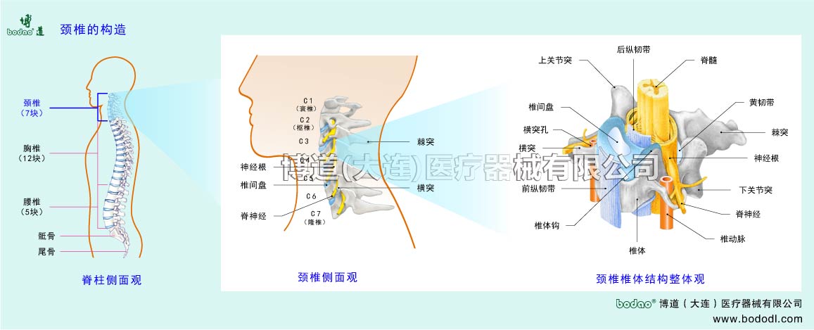 頚椎の構(gòu)造