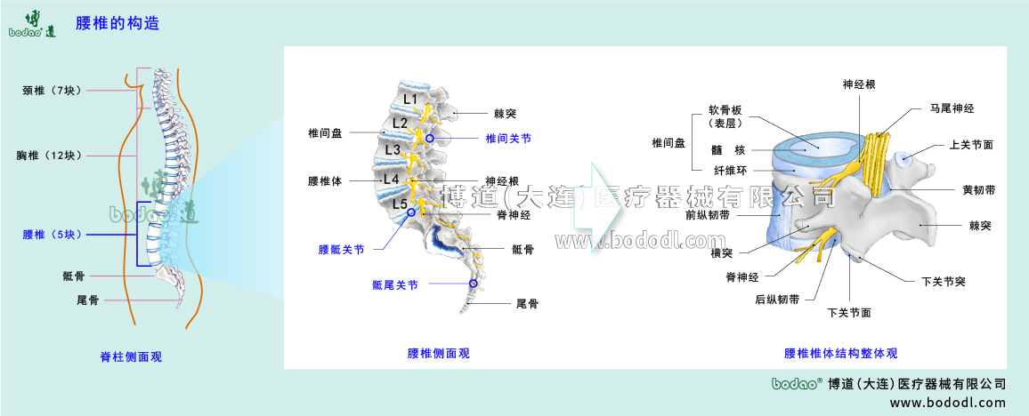 腰椎的構(gòu)造