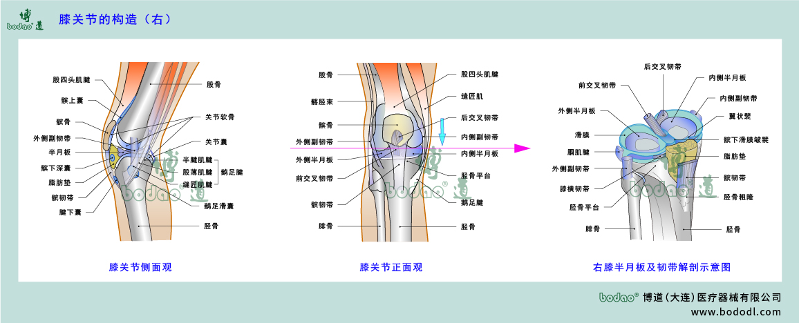 膝關節(jié)的構造