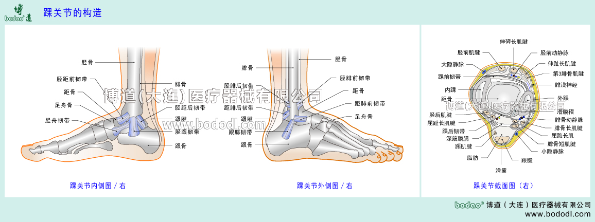 足関節(jié)の構造