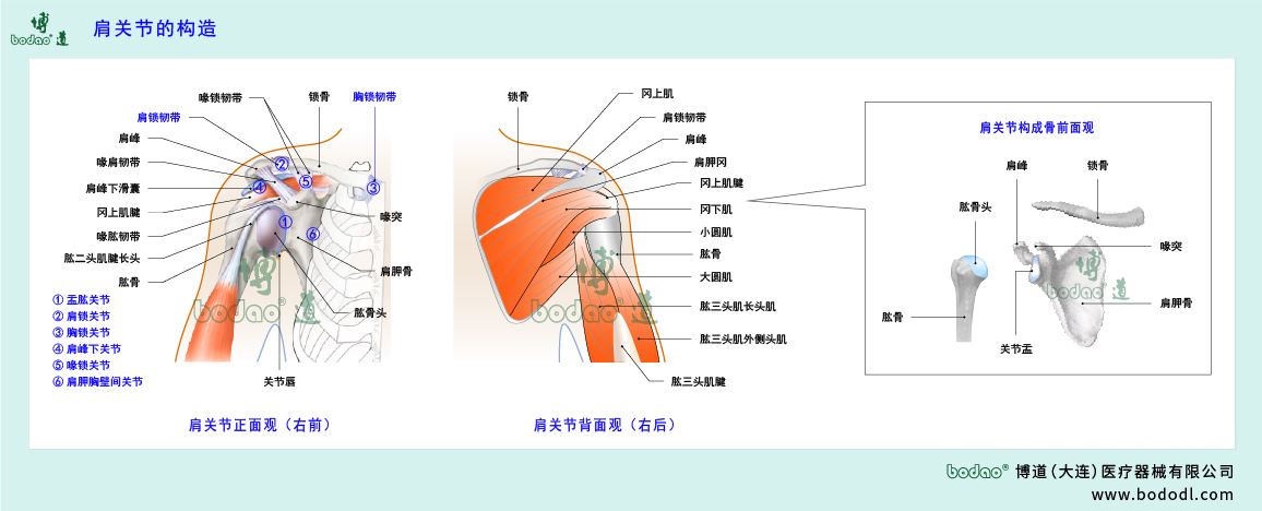 肩關節(jié)的構造