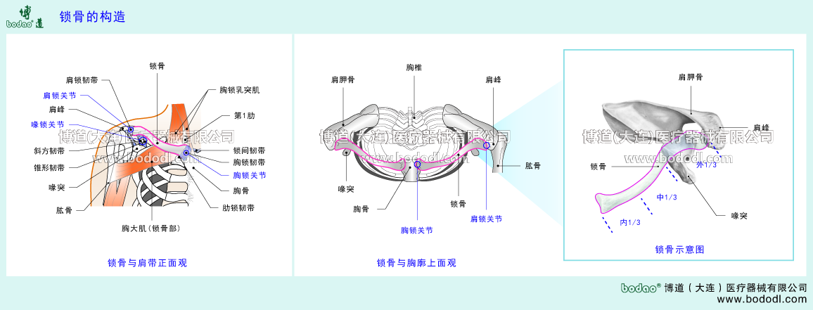 鎖骨の構(gòu)造