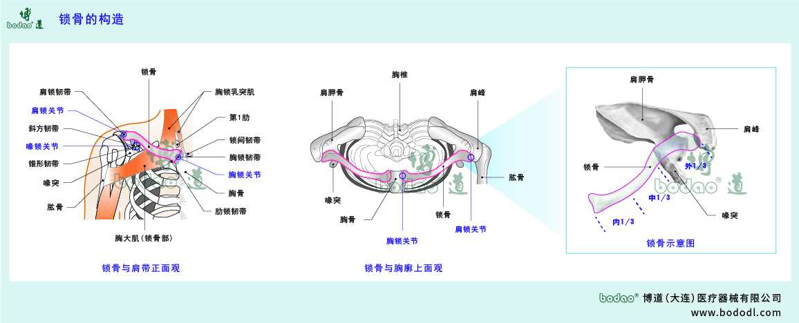 鎖骨的構(gòu)造