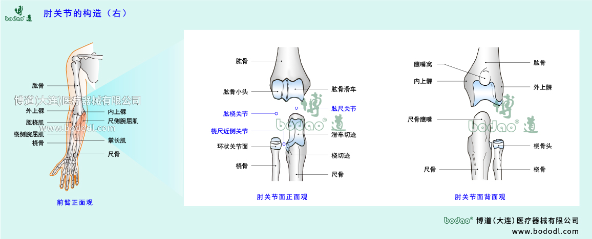 肘關(guān)節(jié)的構(gòu)造
