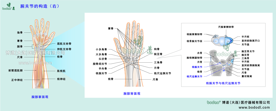 腕關(guān)節(jié)的構(gòu)造