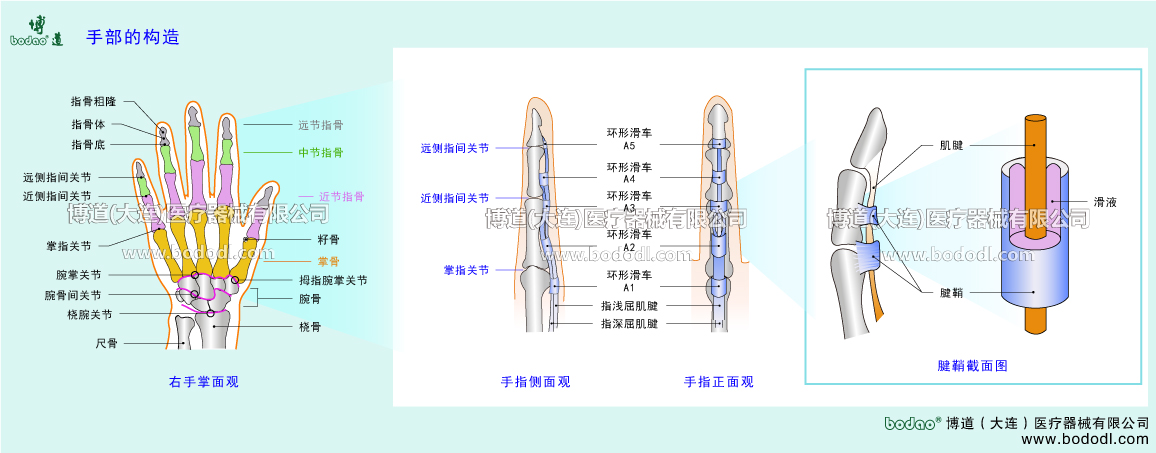 手關(guān)節(jié)的構(gòu)造
