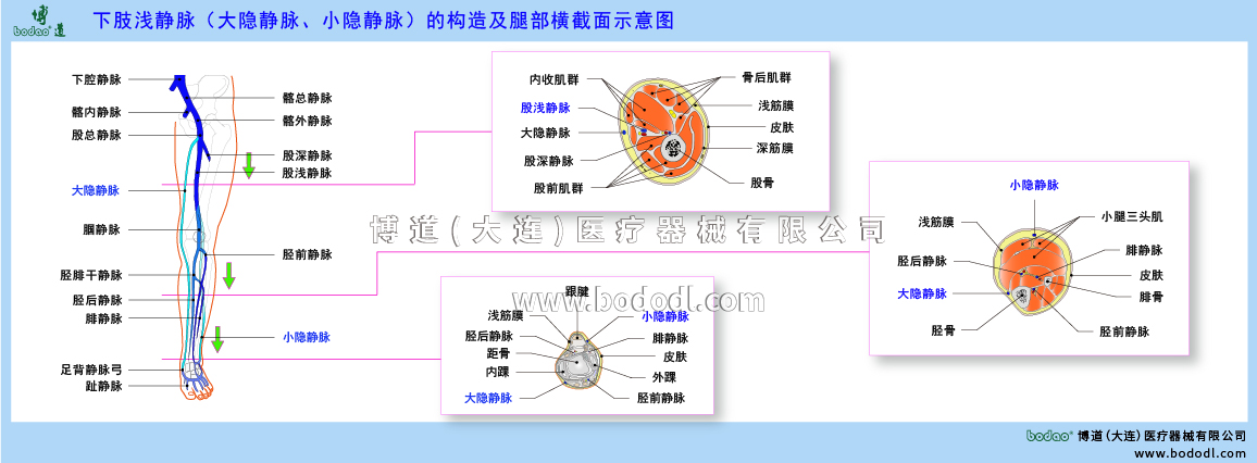 下肢靜脈的構造與靜脈回流