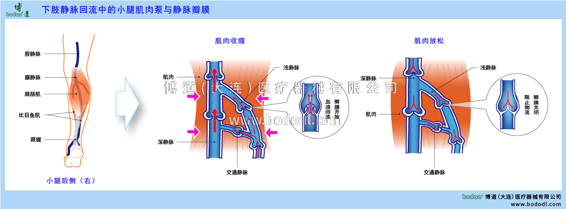 小腿肌肉泵與靜脈瓣膜的構(gòu)造與功能