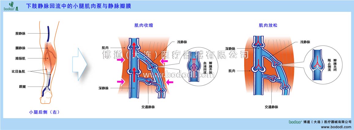 小腿肌肉泵與靜脈瓣膜的構(gòu)造與功能